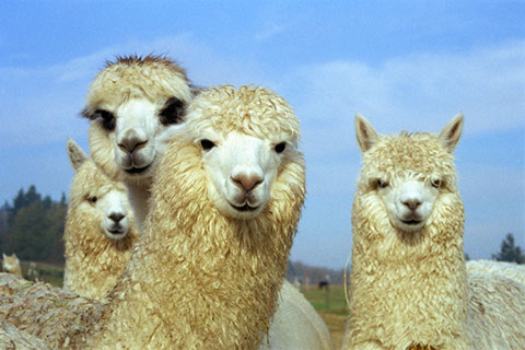 Alpacas on Camano Island - Mark Dodge